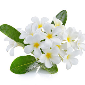 a bunch of white with yellow centre frangipani flowers